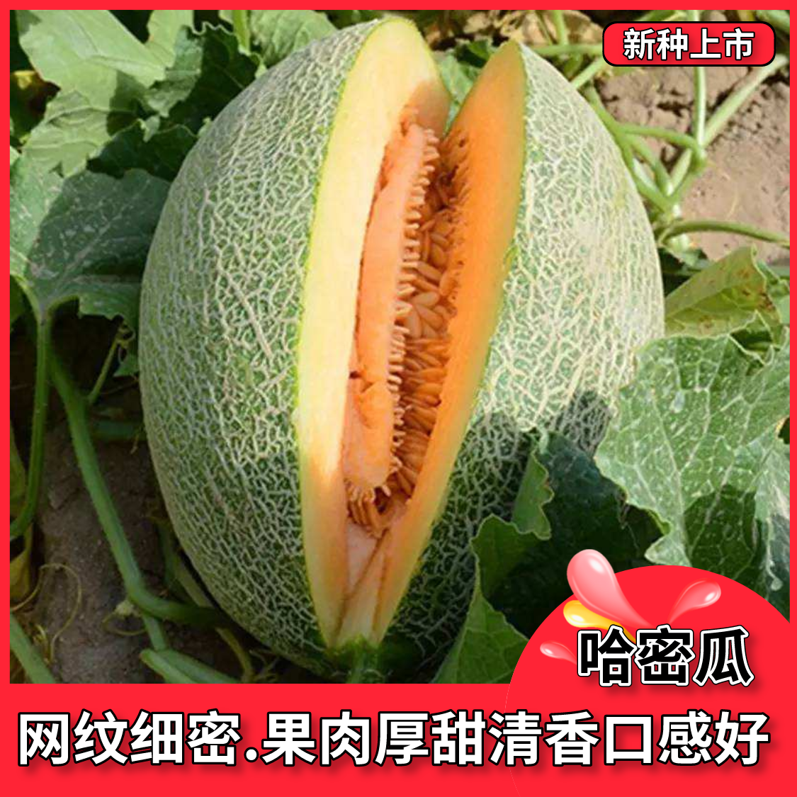 新甜哈密瓜种子 新疆哈密瓜种籽香瓜甜瓜种孑超甜网纹高糖四季种